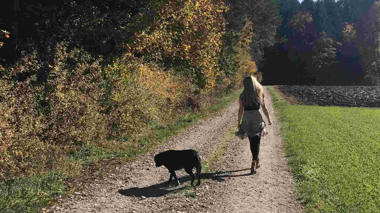 Hund Körperverletzung